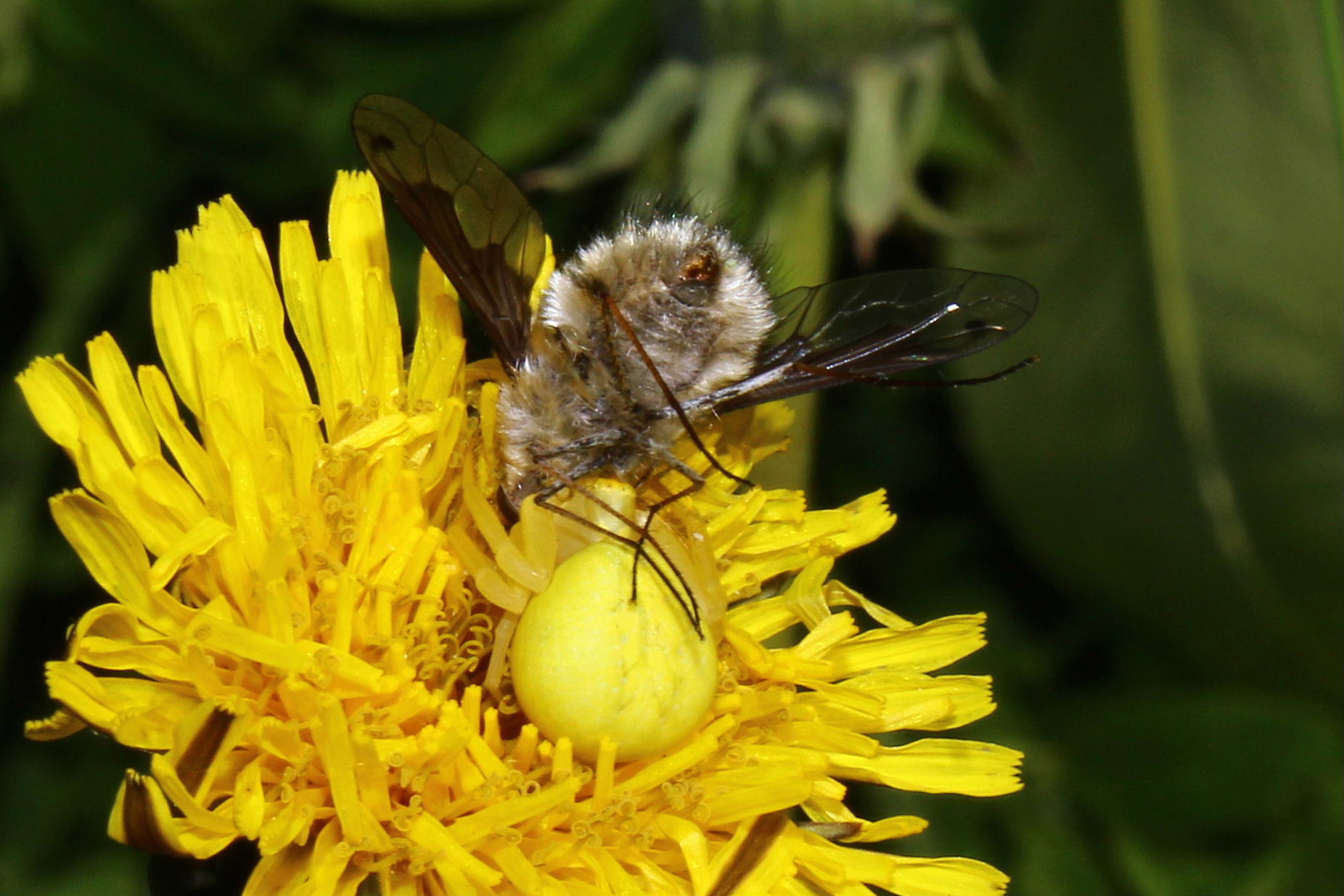 Misumena vatia con Bombylius sp. - Val d''Aveto (GE)